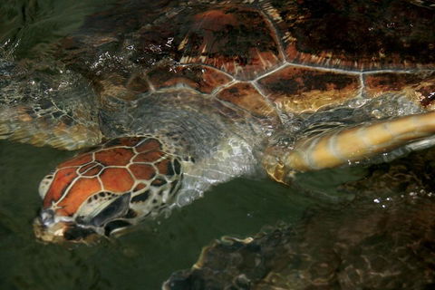 Cape Leveque 4WD Tour From Broome With Optional Return Flight - Accommodation Cairns 2