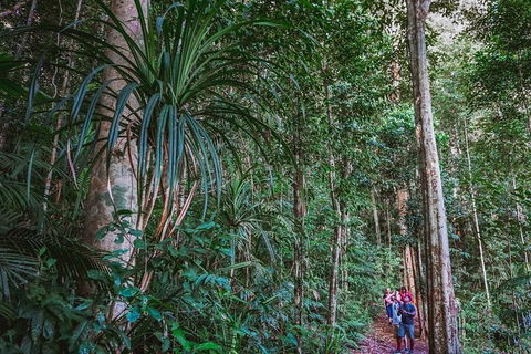 Atherton Tablelands Rain Forest By Night From Cairns - Accommodation Cairns 0