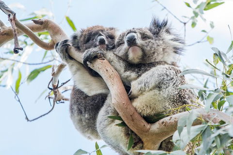 Great Ocean Road And 12 Apostles Day Trip From Melbourne - Accommodation Cairns 1