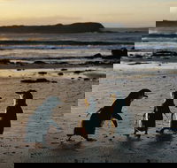 Phillip Island Penguin Parade Day Trip with Koala Conservation Reserve Visit - Accommodation Cairns