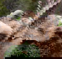 Melbourne Zoo General Entry Ticket - Accommodation Cairns