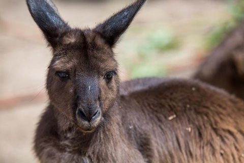 Australian Wildlife Tour At Melbourne Zoo Ticket - Accommodation Cairns 0
