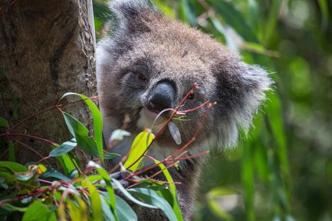 Australian Wildlife Tour At Melbourne Zoo Ticket - Accommodation Cairns 1