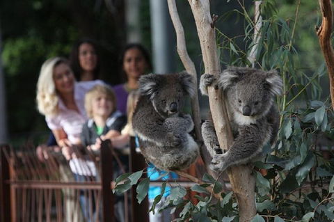 Australian Wildlife Tour At Melbourne Zoo Ticket - Accommodation Cairns 2