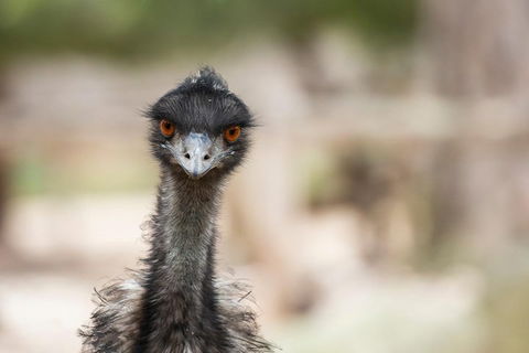 Australian Wildlife Tour At Melbourne Zoo Ticket - Accommodation Cairns 3