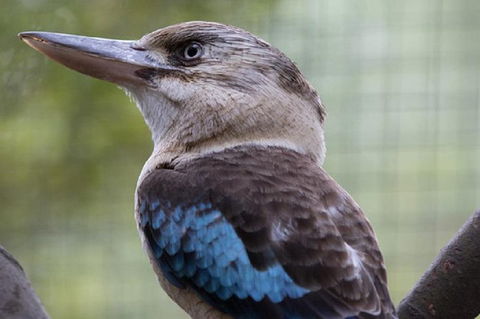 Australian Wildlife Tour At Melbourne Zoo Ticket - Accommodation Cairns 4