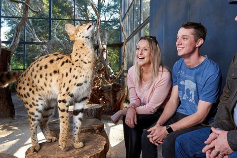 African Cat Encounter At Werribee Open Range Zoo - Accommodation Cairns 0