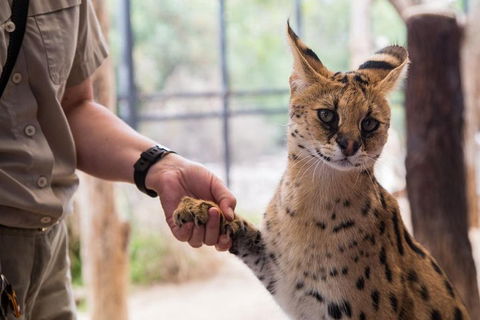 African Cat Encounter At Werribee Open Range Zoo - Accommodation Cairns 1