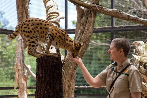 African Cat Encounter At Werribee Open Range Zoo - Accommodation Cairns 2