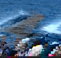 Tangalooma Island Resort Whale Watching Day Cruise - Accommodation Cairns