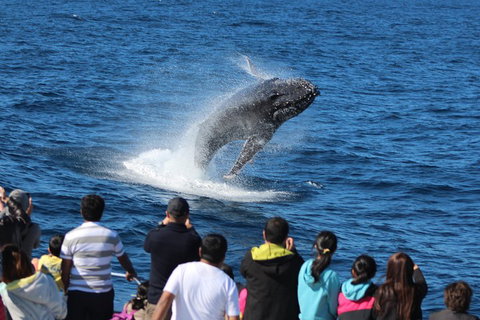Tangalooma Island Resort Whale Watching Day Cruise - Accommodation Cairns 0