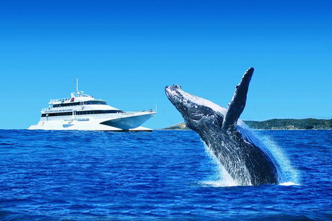 Tangalooma Island Resort Whale Watching Day Cruise - Accommodation Cairns 1