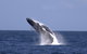 Tangalooma Island Resort Whale Watching Day Cruise - thumb 4