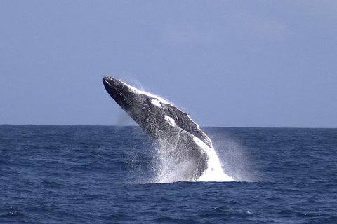 Tangalooma Island Resort Whale Watching Day Cruise - Accommodation Cairns 4