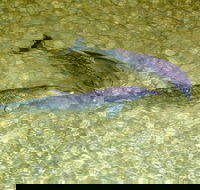 Tangalooma Island Resort Whale Watching Day Cruise with Dolphin Viewing - Accommodation Cairns