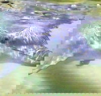 Tangalooma Island Resort Whale Watching Day Cruise with Dolphin Feeding - Accommodation Cairns