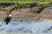 Darwin to Kakadu Day Trip by Air Including Yellow Water Cruise