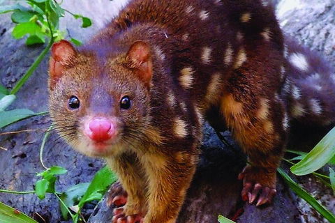 Hartley's Crocodile Adventures General Entry Ticket - Accommodation Cairns 4