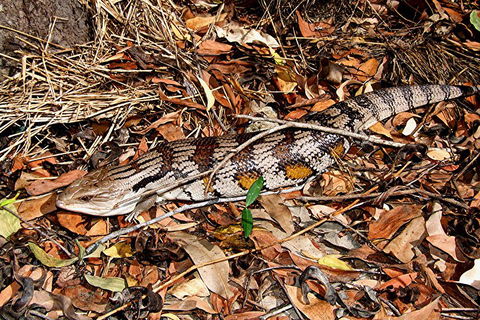Hartley's Crocodile Adventures General Entry Ticket - Accommodation Cairns 5