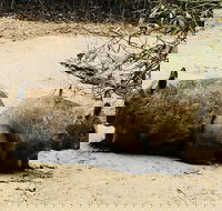 Phillip Island Penguin Parade Brighton Bathing Boxes and Wildlife Park Tour - Accommodation Cairns