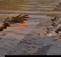 Litchfield and Jumping Crocodiles Full Day Trip from Darwin - Accommodation Cairns