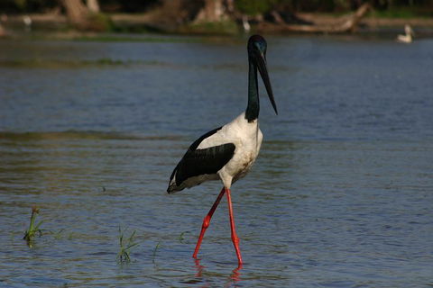 Litchfield And Jumping Crocodiles Full Day Trip From Darwin - Accommodation Cairns 1