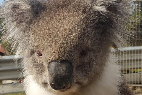 Full-Day Great Ocean Road Tour From Melbourne - Accommodation Cairns 3