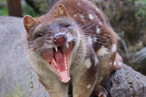 After Dark Tasmanian Devil Feeding Tour At Cradle Mountain - Accommodation Cairns 0