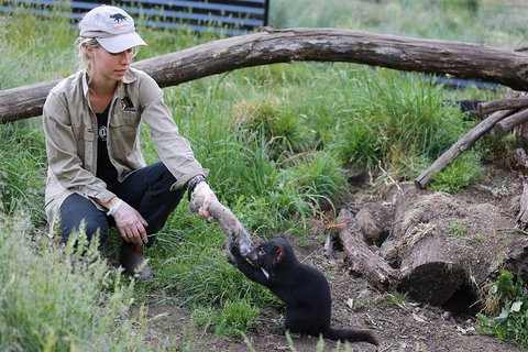 After Dark Tasmanian Devil Feeding Tour At Cradle Mountain - Accommodation Cairns 1
