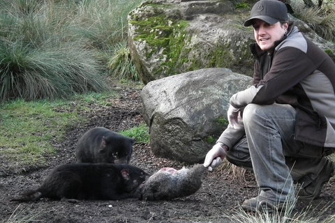 After Dark Tasmanian Devil Feeding Tour At Cradle Mountain - Accommodation Cairns 2