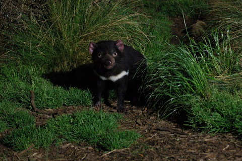 After Dark Tasmanian Devil Feeding Tour At Cradle Mountain - Accommodation Cairns 4