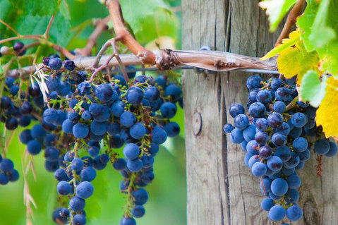 Yarra Valley, Dandenong Ranges Inc. Lunch With Wine,plus Morning Tea,chocolate - Accommodation Cairns 0