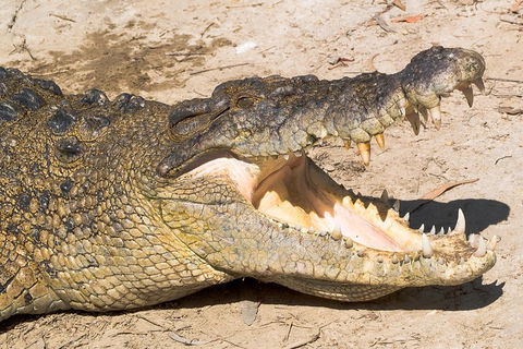 4-Day Cairns Ultimate Combo: Daintree Rainforest, Reef, Kuranda & Paronella Park - Accommodation Cairns 0