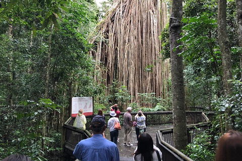 4-Day Cairns Ultimate Combo: Daintree Rainforest, Reef, Kuranda & Paronella Park - Accommodation Cairns 5