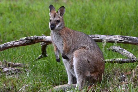 Ultimate Blue Mountains And Wildlife Tour - Accommodation Cairns 0