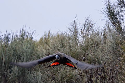 Ultimate Blue Mountains And Wildlife Tour - Accommodation Cairns 5