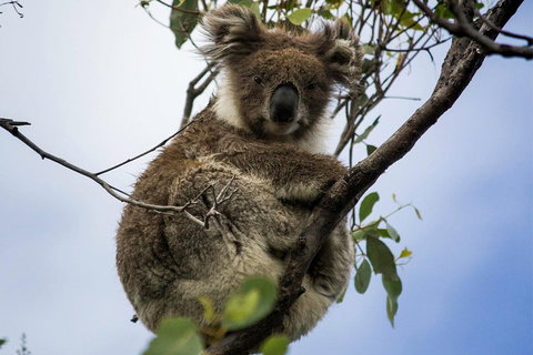 Phillip Island And French Island Wildlife Expedition - Accommodation Cairns 3