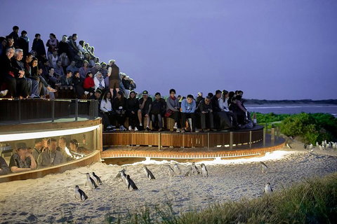 Phillip Island And French Island Wildlife Expedition - Accommodation Cairns 5