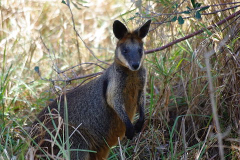 Byron Bay Combo: Hinterland Tour Including Minyon Falls And Kayaking With Dolphins - Accommodation Cairns 2