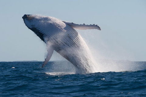 Adventure Whale Watching Tour Mooloolaba - Accommodation Cairns 5