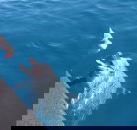 Noosa Thriller - 500hp Ocean Adventure Ride - Accommodation Cairns