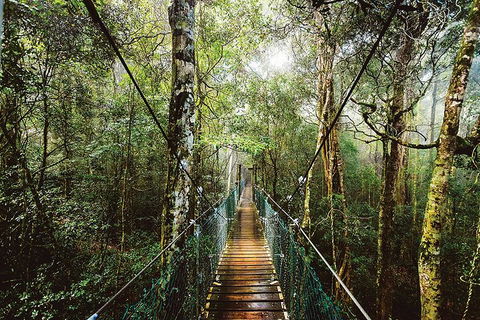 O'Reilly's & Lamington National Park From Gold Coast - Accommodation Cairns 0