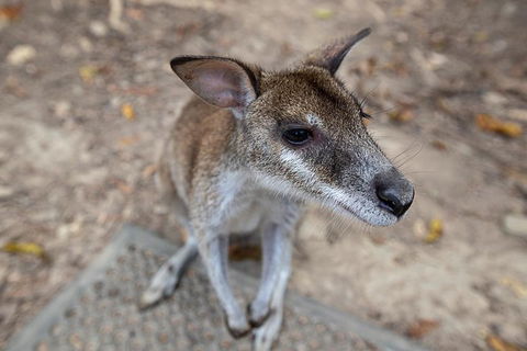 2 Day Daintree Rainforest, Cape Tribulation And Outback Chillagoe Tour - Accommodation Cairns 4