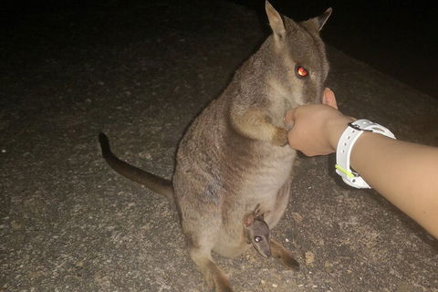 Private Tour To Paronella Park, Historic Village Herberton And Wild Life Wallaby - Accommodation Cairns 0
