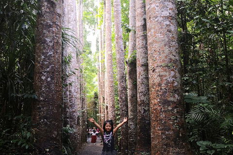 Private Tour To Paronella Park, Historic Village Herberton And Wild Life Wallaby - Accommodation Cairns 2