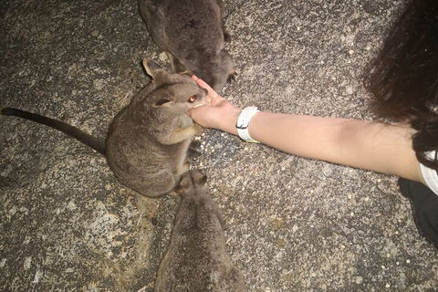 Private Tour To Paronella Park, Historic Village Herberton And Wild Life Wallaby - Accommodation Cairns 4
