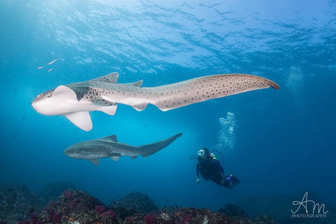 3-Hour Byron Bay Certified Scuba Diving Tour - Accommodation Cairns 3