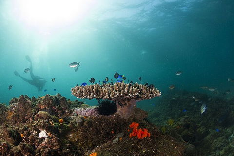 3-Hour Byron Bay Certified Scuba Diving Tour - Accommodation Cairns 4