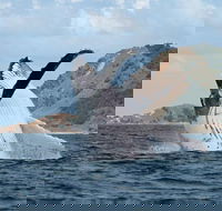 Byron Bay Whale Watching Cruise - Accommodation Cairns
