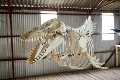 Albany's Whale Story - Accommodation Cairns 3